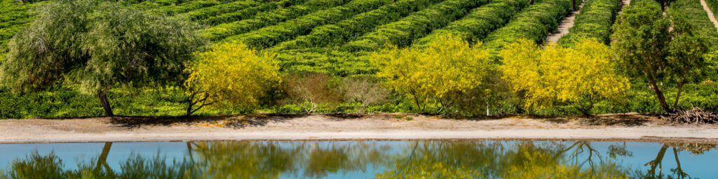 Canal reflection with agriculture
